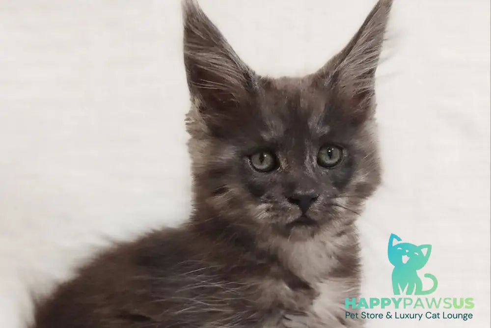 Dominika Maine Coon female black silver - live animals