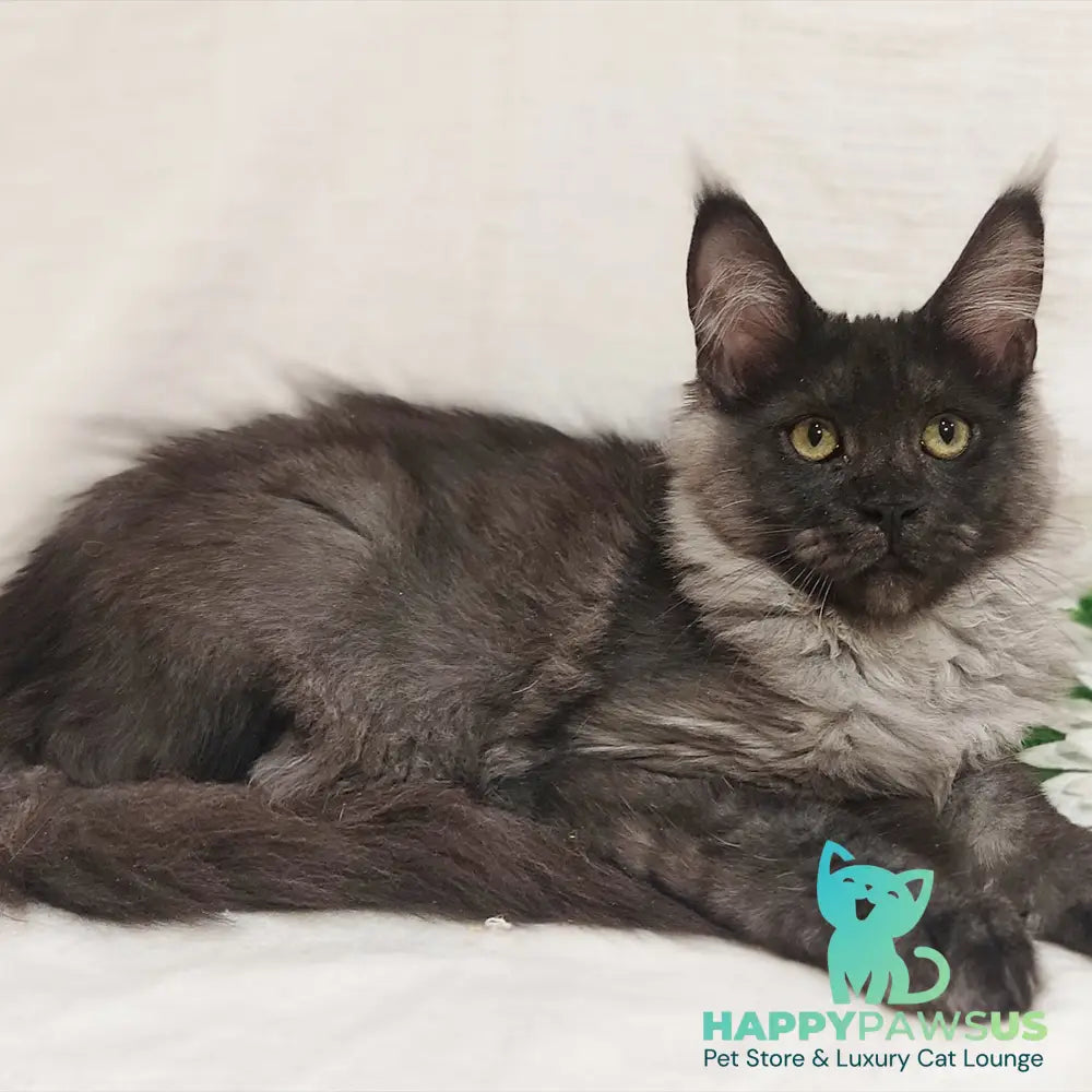 Dominika Maine Coon female black silver - live animals