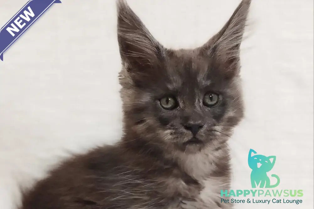 Dominika Maine Coon female black silver - live animals