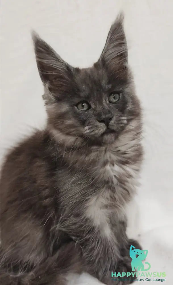 Dominika Maine Coon female black silver - live animals
