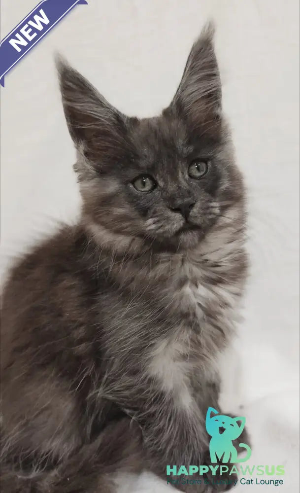 Dominika Maine Coon female black silver - live animals