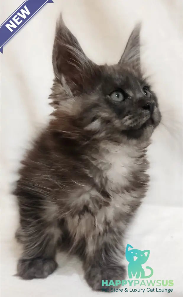 Dominika Maine Coon female black silver - live animals