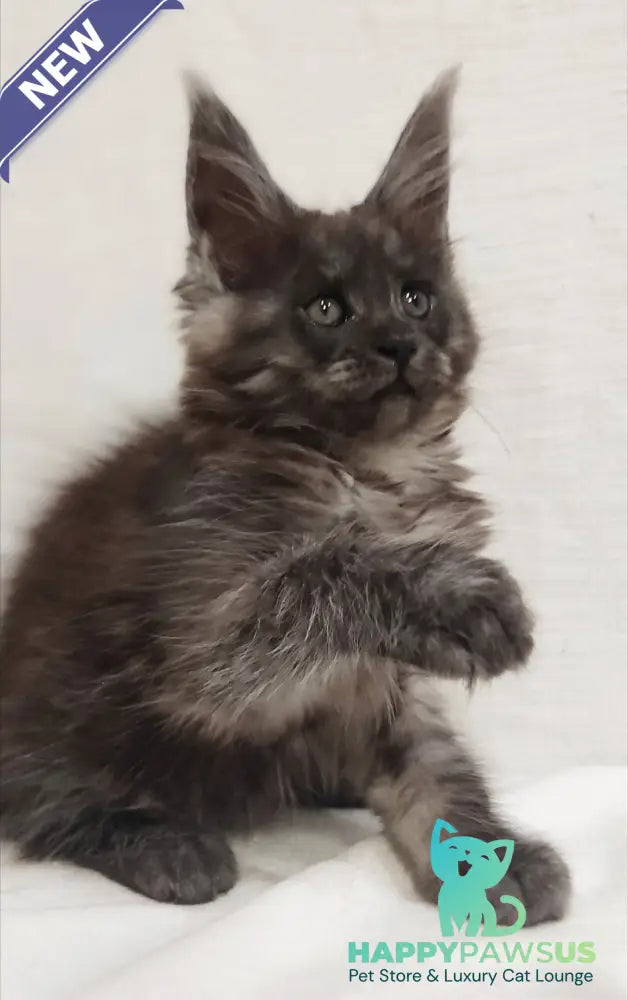 Dominika Maine Coon female black silver - live animals
