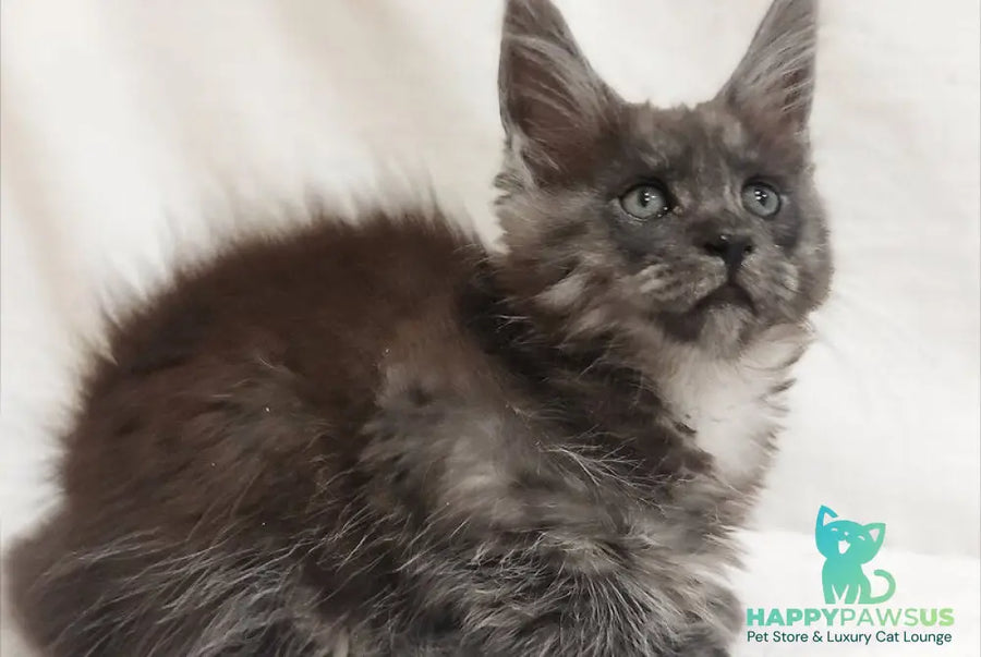 Dominika Maine Coon female black silver - live animals