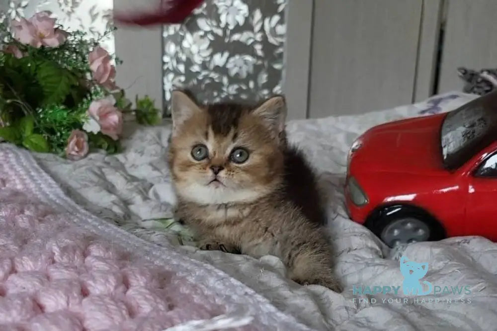Dominika Scottish Straight female black golden ticked tabby live animals