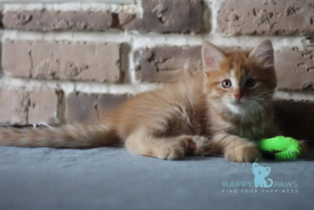 Domira Siberian female red tabby live animals