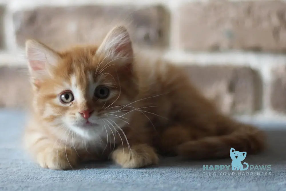 Domira Siberian female red tabby live animals