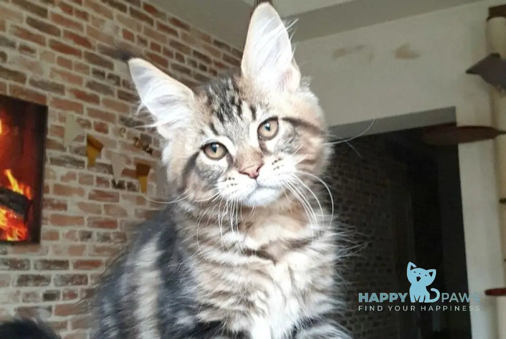 Don Juan Maine Coon male black tabby live animals