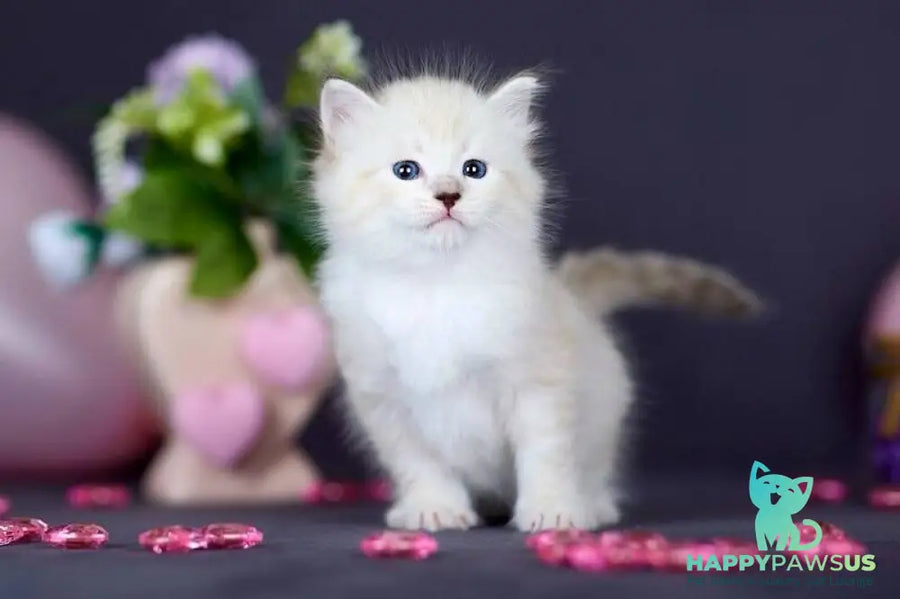 Don Juan Siberian male black silver with white tabby pointed live animals