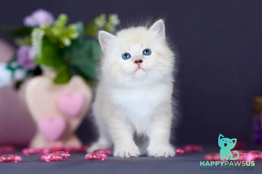 Don Juan Siberian male black silver with white tabby pointed live animals