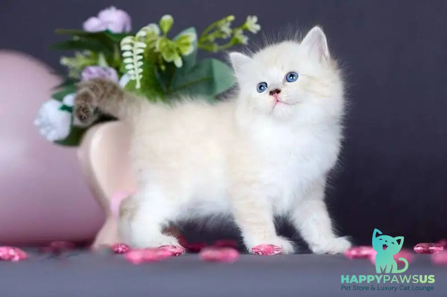 Don Juan Siberian male black silver with white tabby pointed live animals