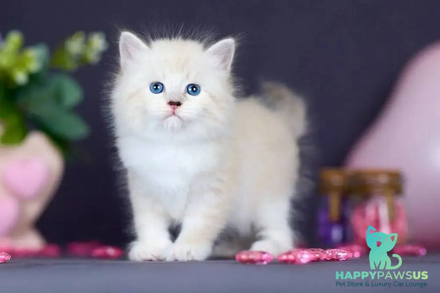 Don Juan Siberian male black silver with white tabby pointed live animals