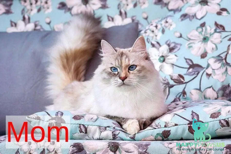 Don Juan Siberian male black silver with white tabby pointed live animals