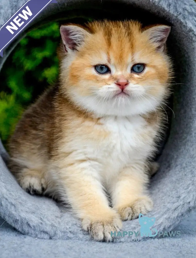Don Scottish Straight male black golden ticked tabby - live animals