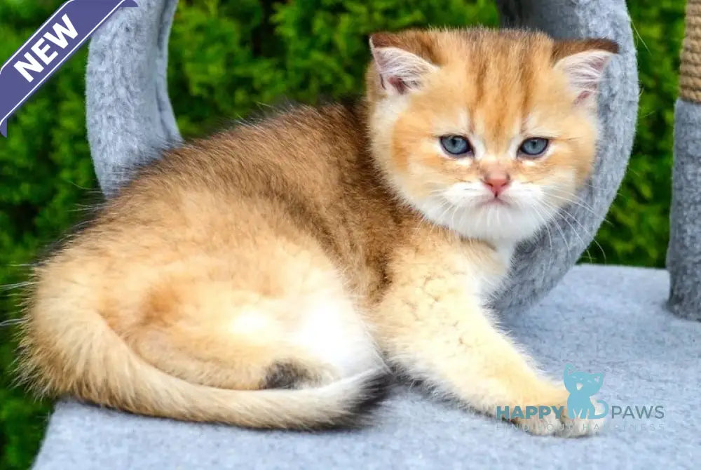 Don Scottish Straight male black golden ticked tabby - live animals