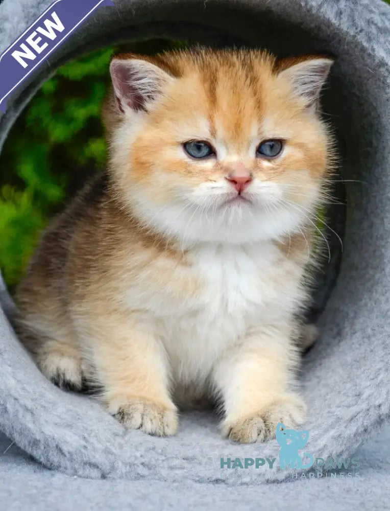 Don Scottish Straight male black golden ticked tabby - live animals