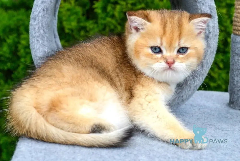 Don Scottish Straight male black golden ticked tabby - live animals