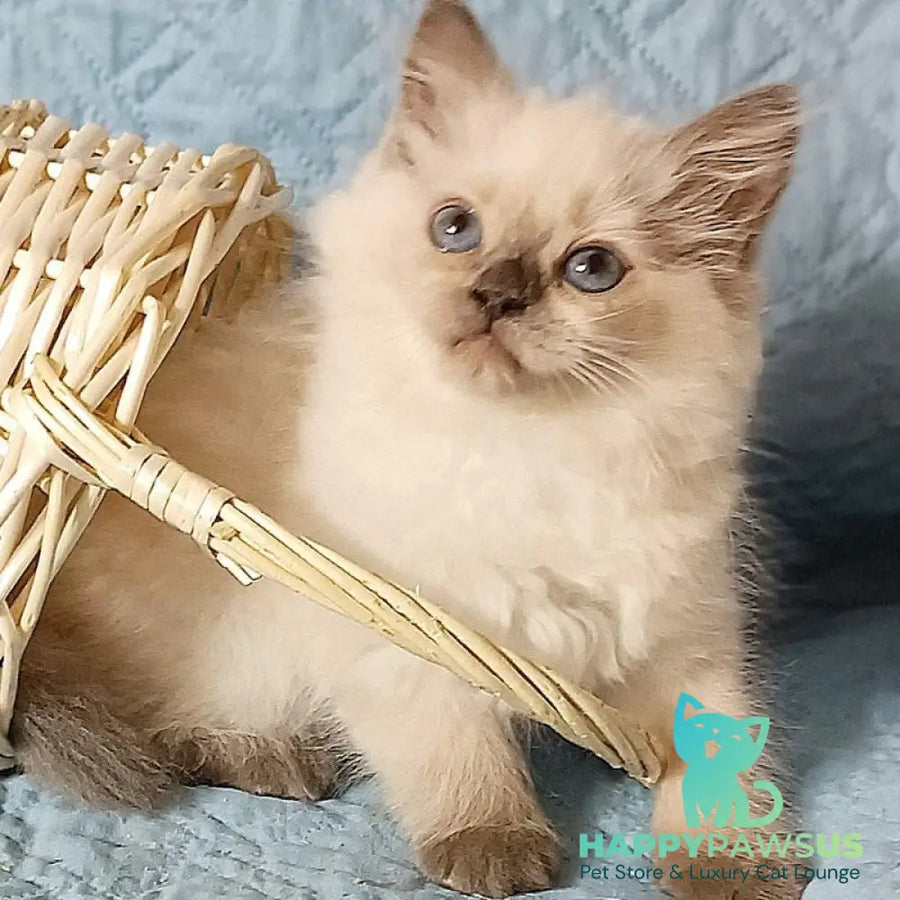 Dona Siberian female blue pointed - live animals