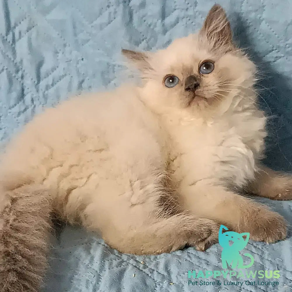 Dona Siberian female blue pointed - live animals