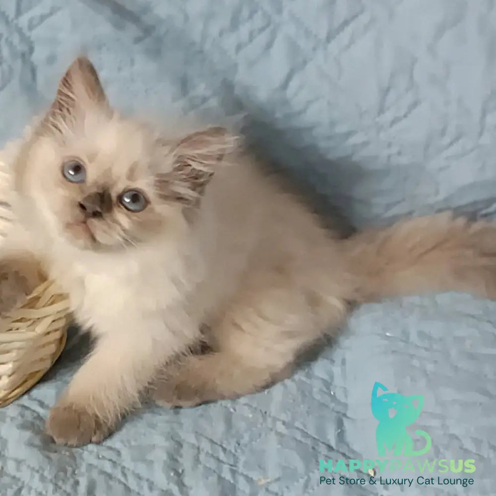 Dona Siberian female blue pointed - live animals