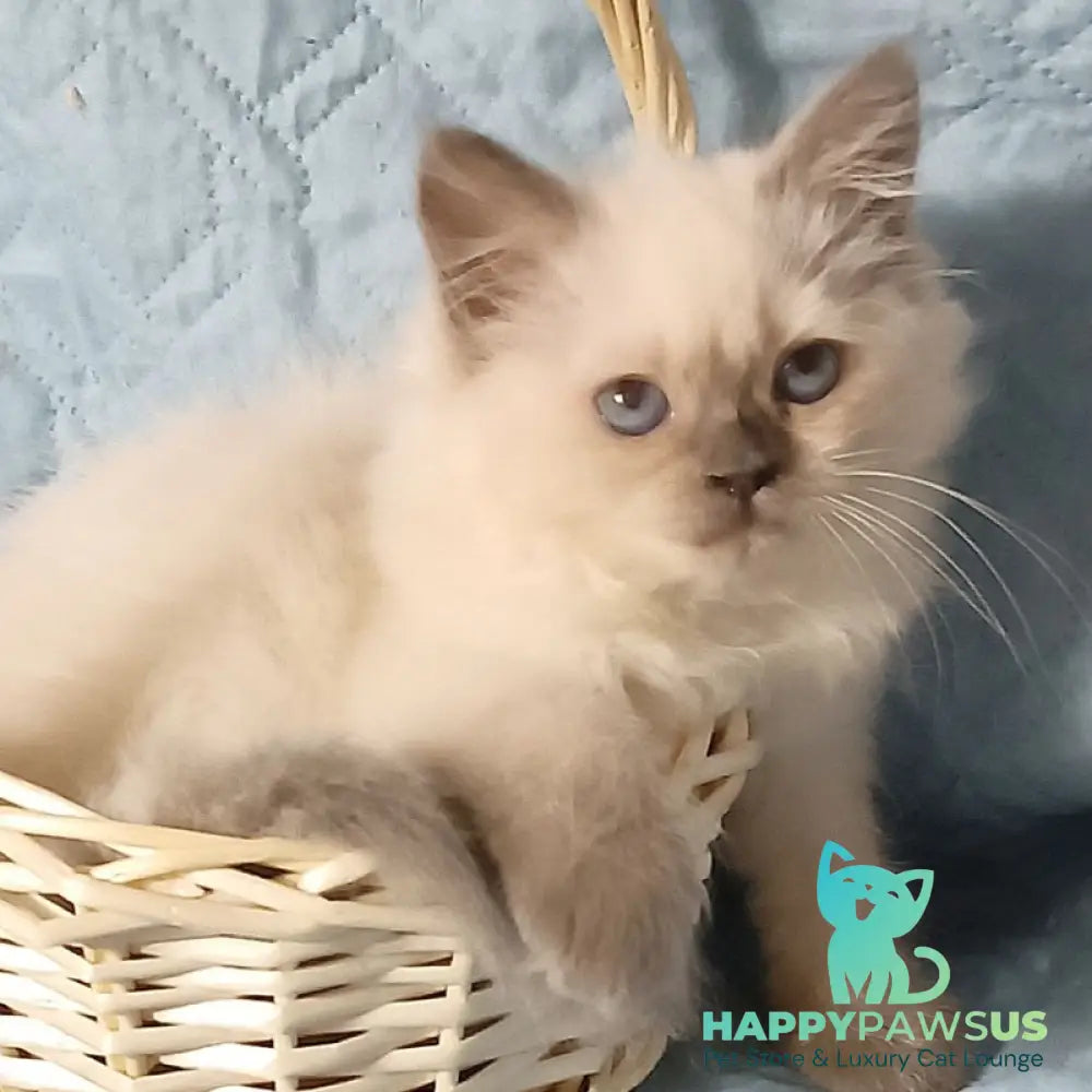 Dona Siberian female blue pointed - live animals