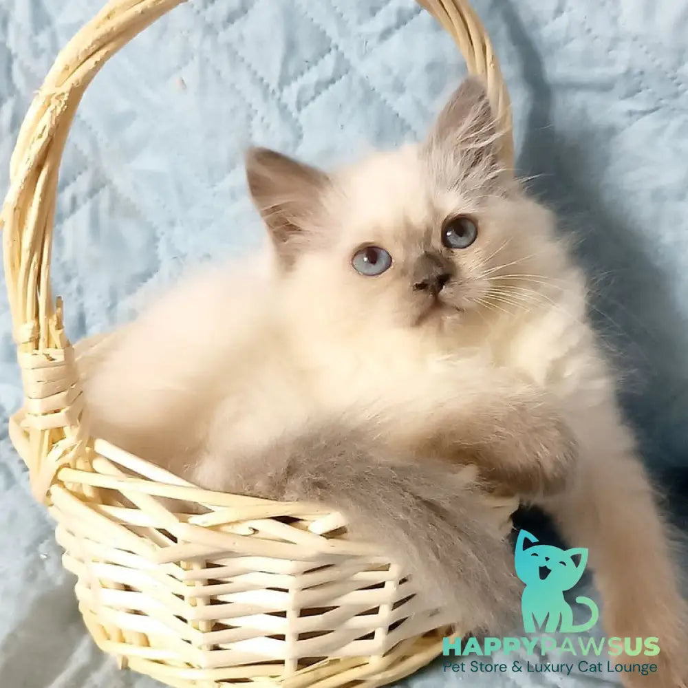 Dona Siberian female blue pointed - live animals