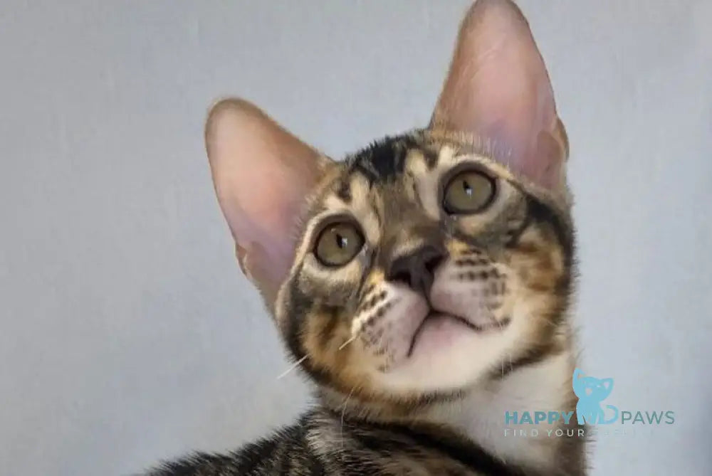 Donald Bengal male black amber spotted tabby live animals