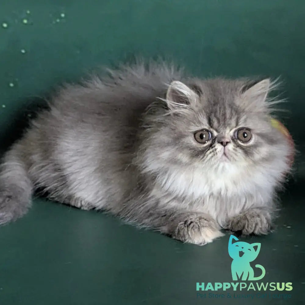 Donya Persian female blue tortie - live animals