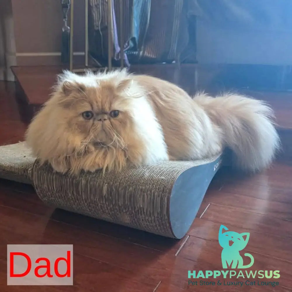 Donya Persian female blue tortie - live animals