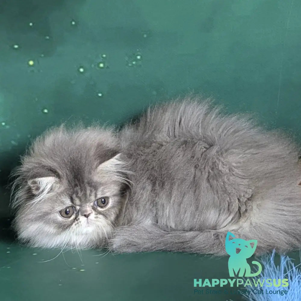 Donya Persian female blue tortie - live animals