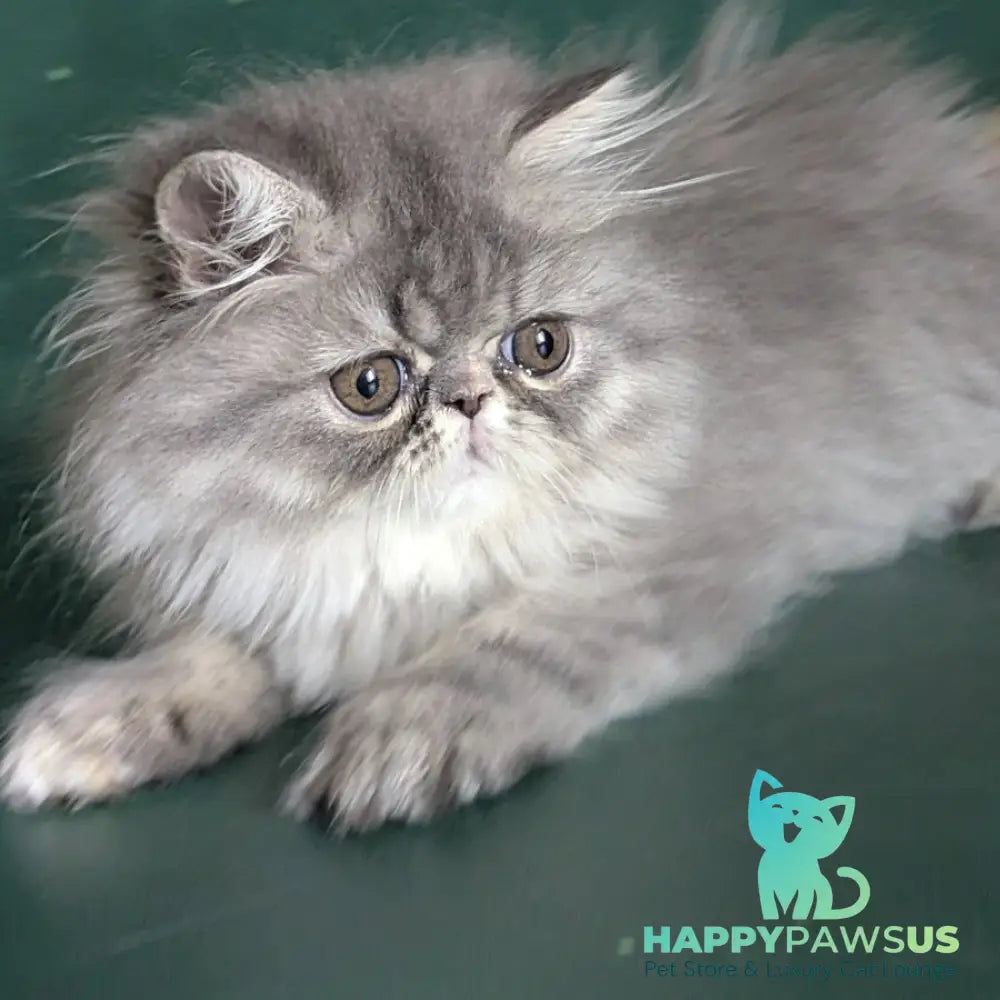 Donya Persian female blue tortie - live animals