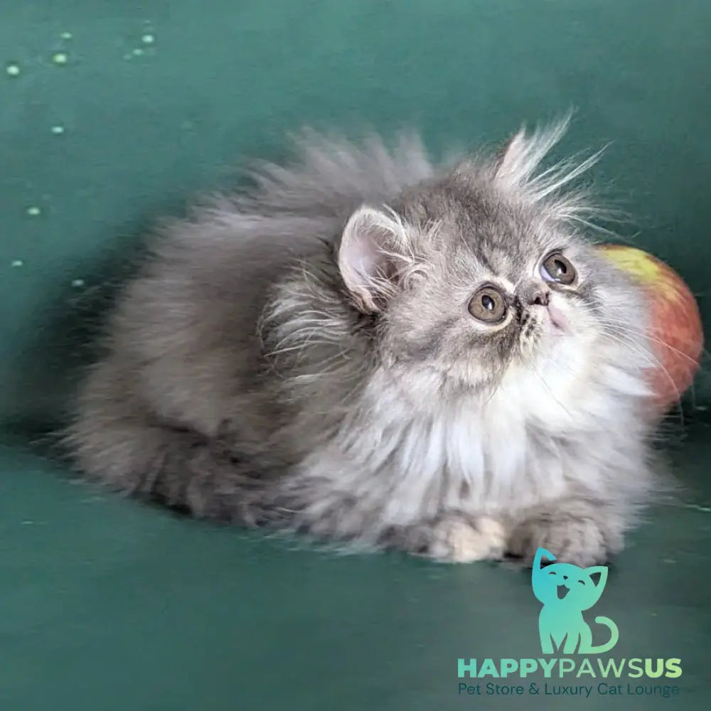 Donya Persian female blue tortie - live animals