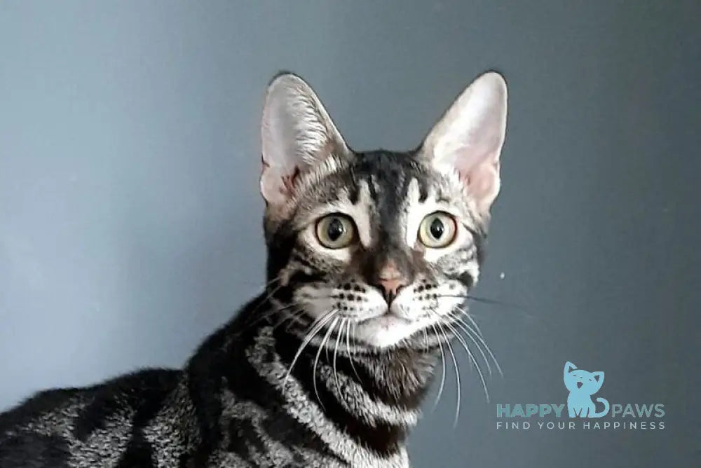 Dora Bengal female black silver spotted tabby live animals