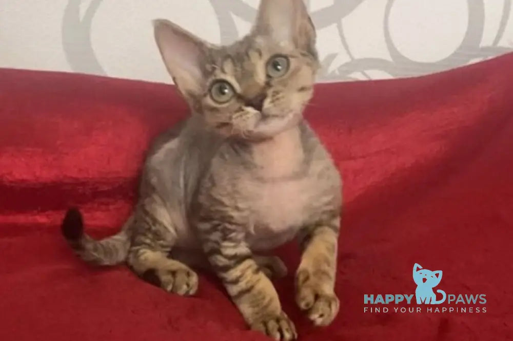 Dora Devon Rex female black tabby live animals