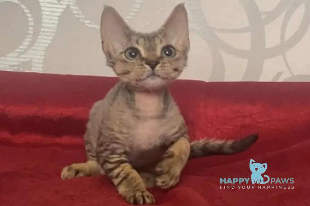 Dora Devon Rex female black tabby live animals