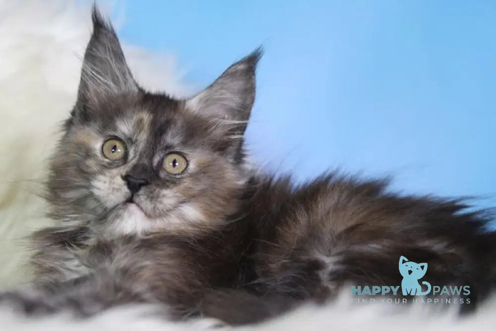 Dora Maine Coon female black tortie silver live animals