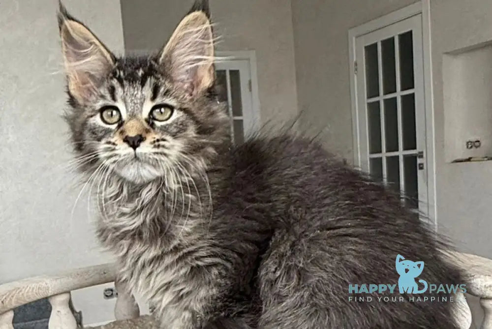 Dora Maine Coon polydactyl female black with white live animals