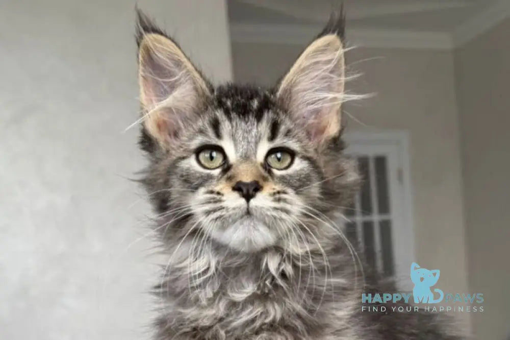 Dora Maine Coon polydactyl female black with white live animals