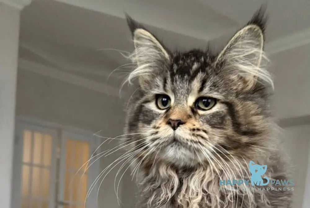 Dora Maine Coon polydactyl female black with white ticked tabby live animals