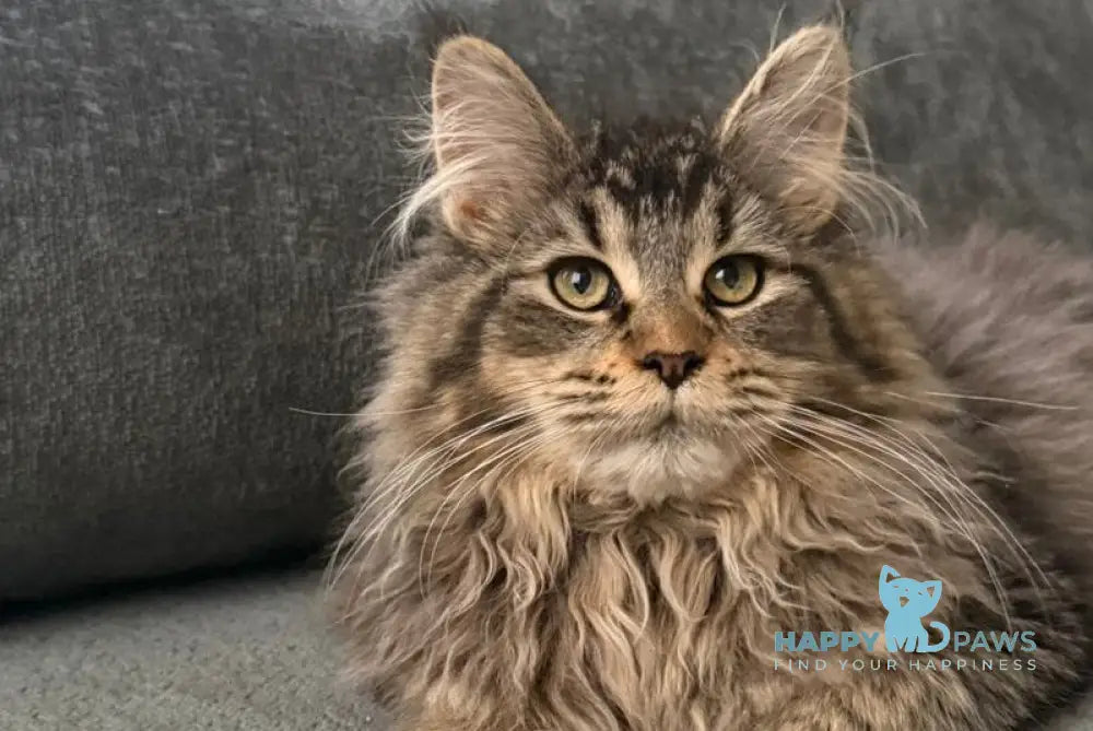 Dora Maine Coon polydactyl female black with white ticked tabby live animals