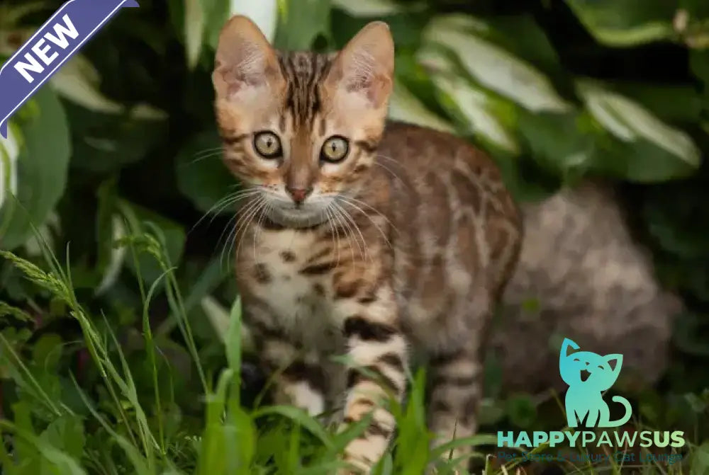 Dorian Bengal male black spotted tabby - live animals