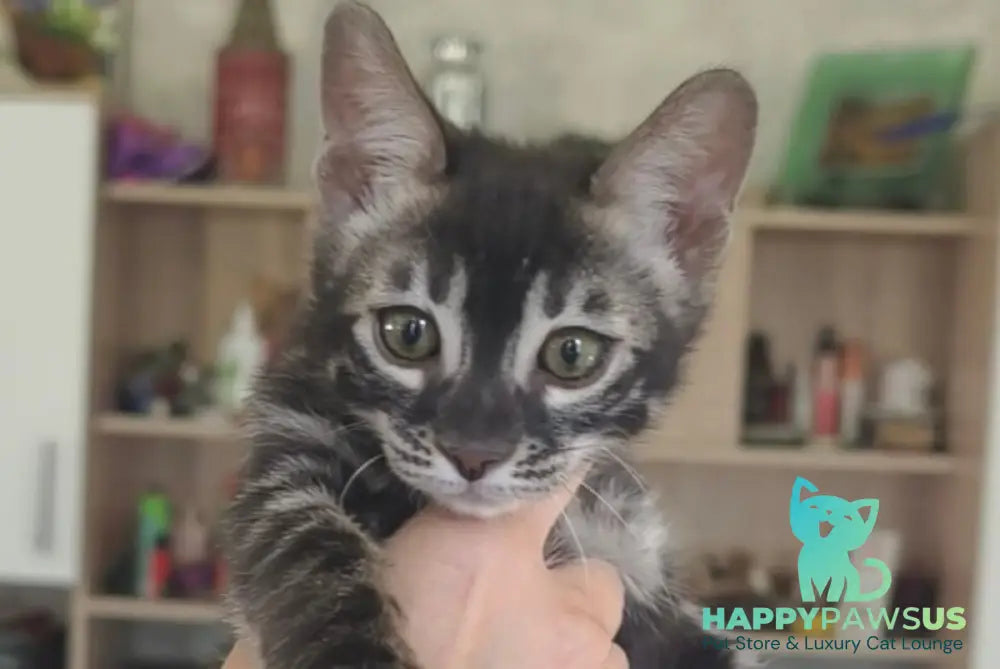 Dorian Bengal male black spotted tabby - live animals