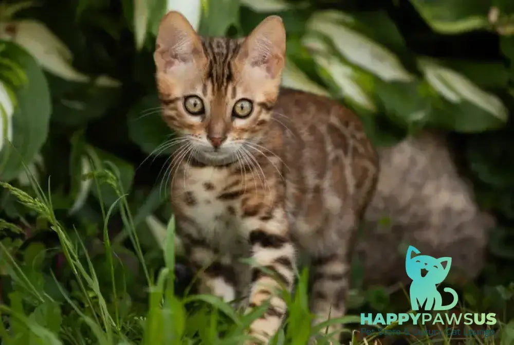 Dorian Bengal male black spotted tabby - live animals