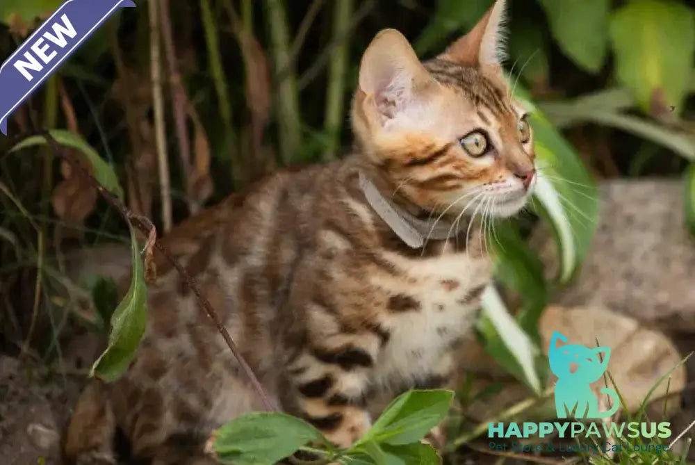 Dorian Bengal male black spotted tabby - live animals