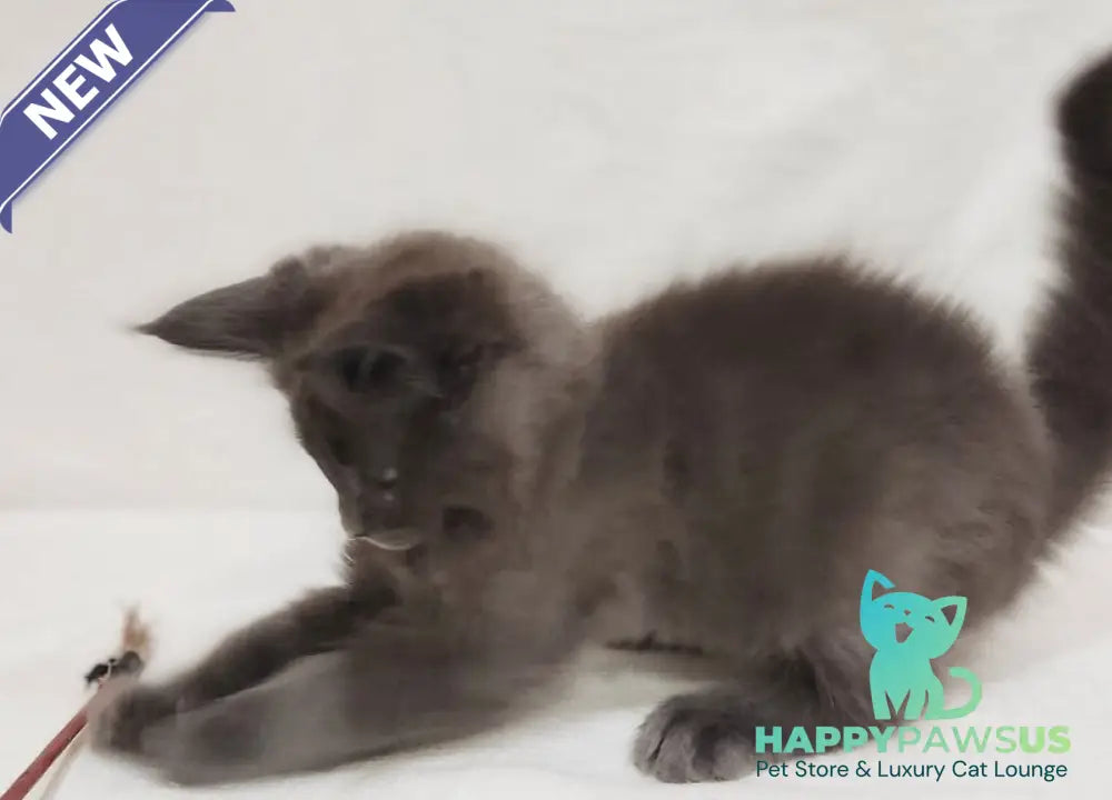 Dorian Maine Coon male blue silver - live animals