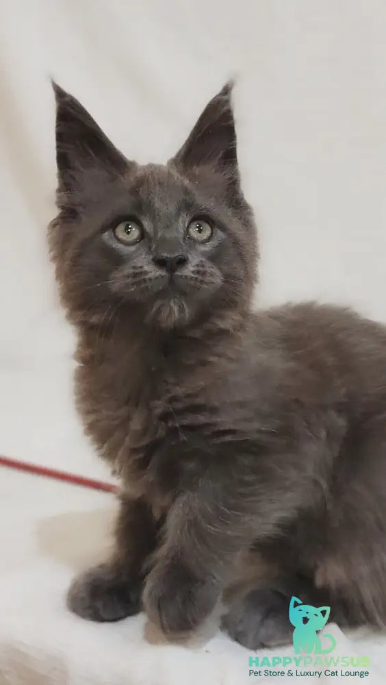 Dorian Maine Coon male blue silver - live animals