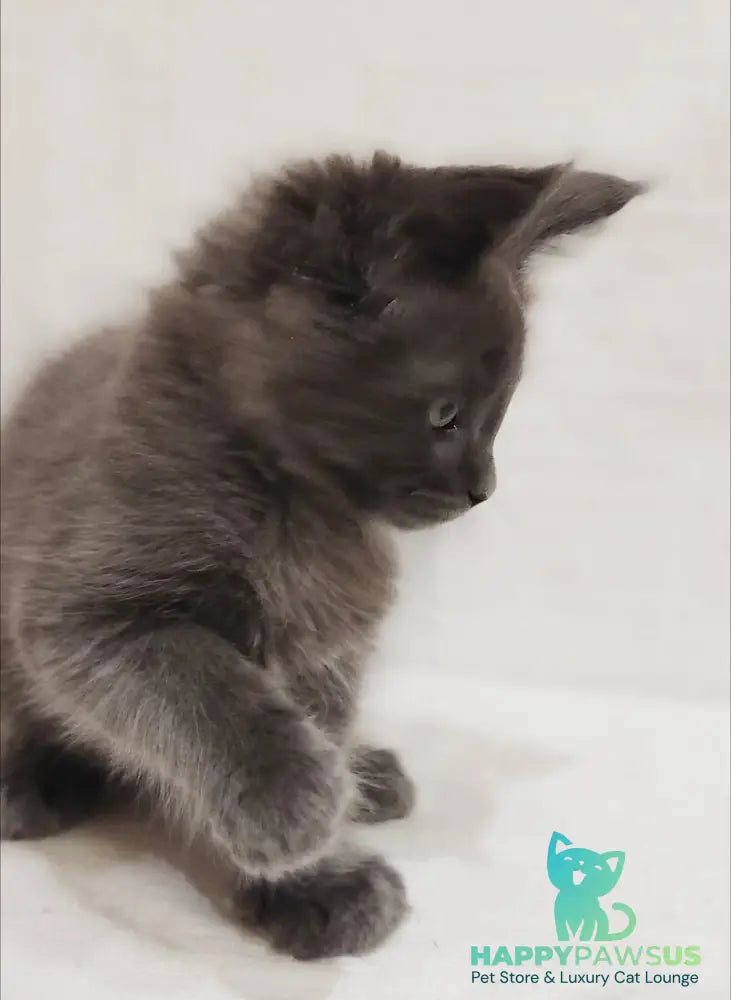 Dorian Maine Coon male blue silver - live animals