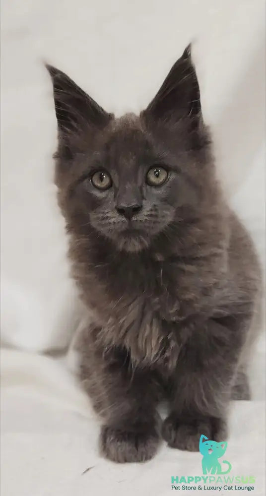 Dorian Maine Coon male blue silver - live animals