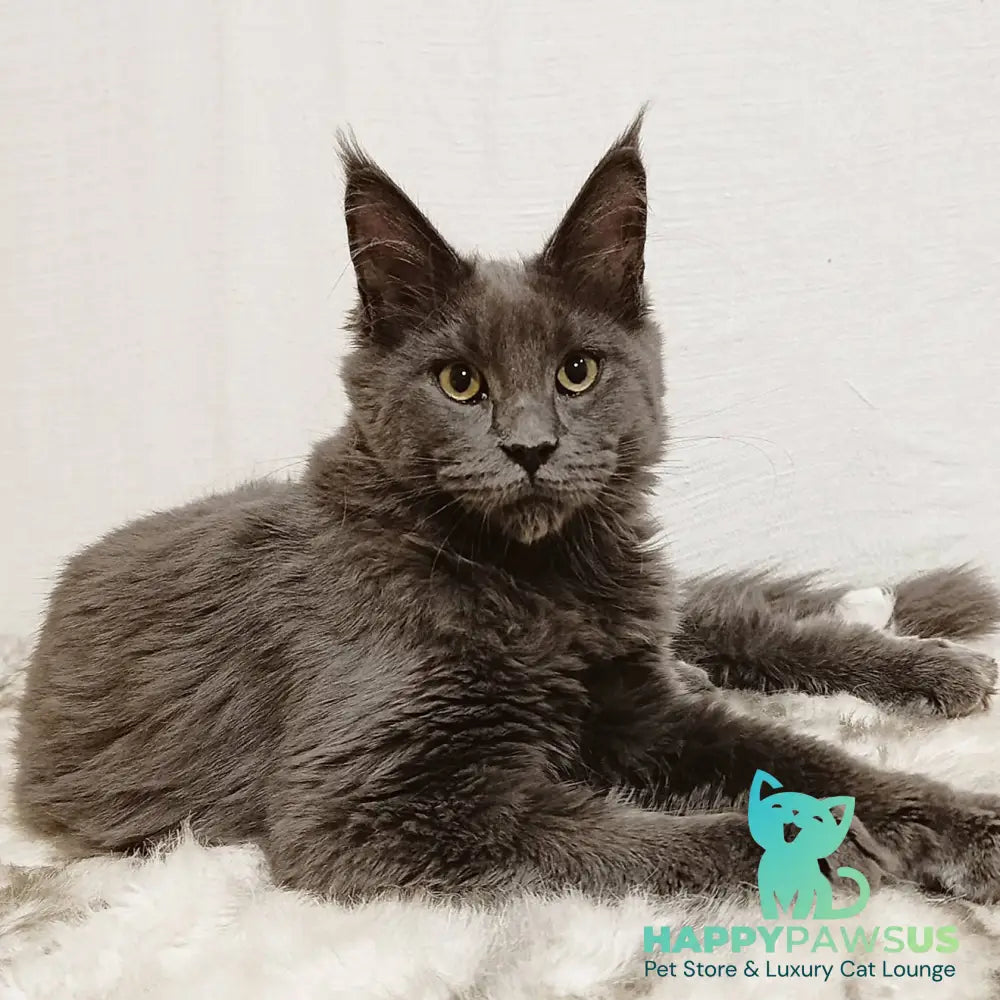 Dorian Maine Coon male blue silver - live animals