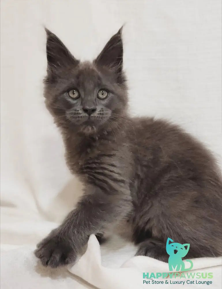 Dorian Maine Coon male blue silver - live animals